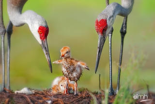 Những sải cánh hoang dã
