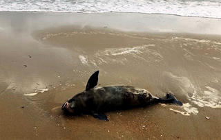 Quảng Nam: Một tuần phát hiện 4 xác cá heo trôi dạt vào bờ biển