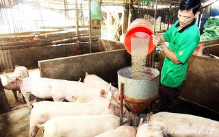 Không tăng đàn ồ ạt khi giá lợn hơi đang tăng cao
