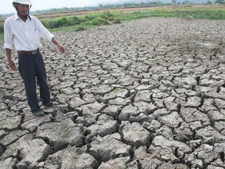 Nhà nông điêu đứng  vì hạn hán