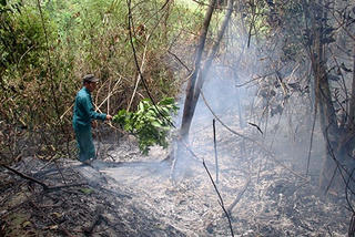 Rừng phòng hộ ở Khánh Hòa bị cháy