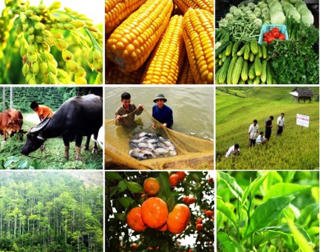 Nghị định chính sách khuyến khích phát triển hợp tác, liên kết SX nông nghiệp