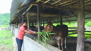 Những mô hình giảm nghèo nhanh ở Như Xuân