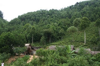 Hà Giang: Nhiều doanh nghiệp nợ đọng tiền dịch vụ môi trường rừng