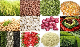 Gỡ khó xuất khẩu nông sản