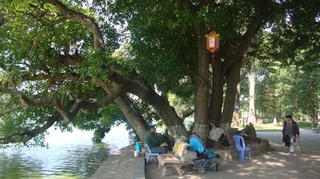 Quyền sống của cây ở Hồ Gươm