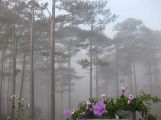 Đà Lạt  uyên nguyên