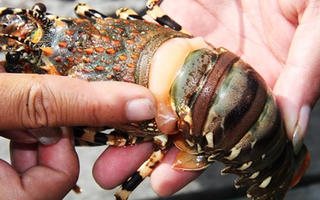 Phú Yên: Tôm hùm chết do bệnh sữa