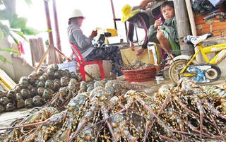 Phú Yên công bố nguyên nhân tôm hùm chết hàng loạt