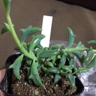 Kỳ lạ loài cây có lá giống hệt cá heo