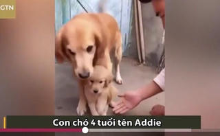 [VIDEO] Chó mẹ cương quyết không cho chủ bắt tay con