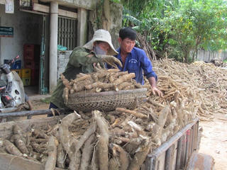 Bố Trạch (Quảng Bình): Một vụ mùa buồn