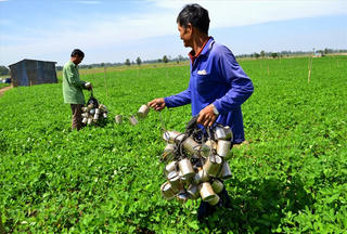 Săn chuột trên đồng nước