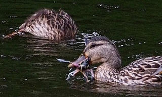 Kỳ lạ phát hiện hành vi vịt ăn thịt chim