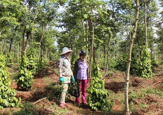 Vươn lên từ vùng đất khó