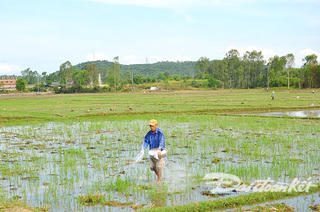 Huyện Sơn Tịnh chuẩn bị sản xuất vụ Đông Xuân 2017 - 2018