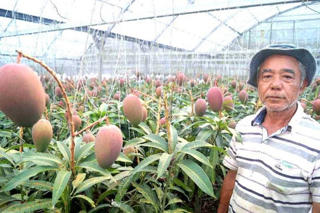 Nhật Bản: Cây xoài 'mắn đẻ' nhất thế giới