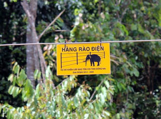 Đồng Nai dựng 50 km hàng rào điện ngăn voi rừng tấn công dân
