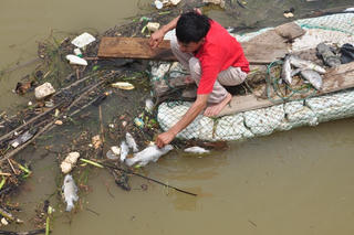 Nước mắt người nuôi cá lồng ở Cồn Sẻ