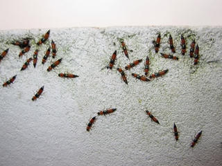 Mệt mỏi với kiến ba khoang