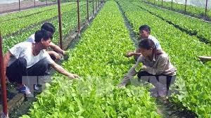 Tạo bước chuyển biến cho nông nghiệp