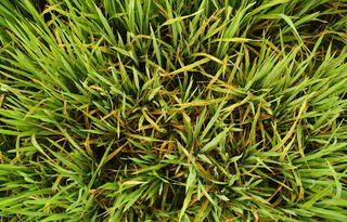 Thời tiết đang 'tạo đà' cho sinh vật gây hại cho vụ lúa Đông Xuân