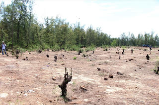 Chặt dương liễu ven biển đường kính đến 20 cm để trồng rau sạch