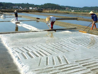 Diêm dân Bến Tre thắng vụ muối mới