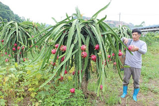 Xây dựng vùng chuyên canh thanh long