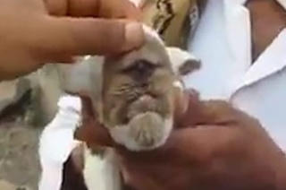 Dê đột biến có... một mắt gây xôn xao