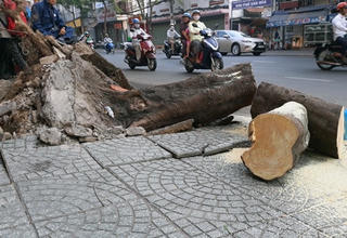 TP Hồ Chí Minh: Cây xanh bật gốc đè 4 người