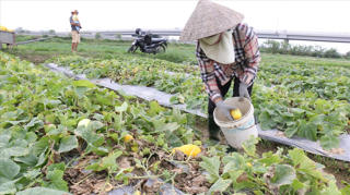 Nông dân khóc dở mếu dở vì cây dưa