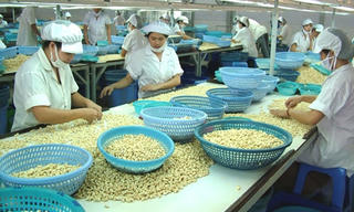Hợp tác xuất khẩu điều