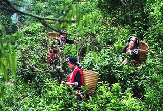 Thông Nguyên xây dựng nông thôn mới