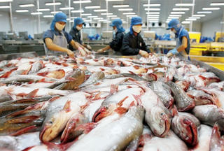 Xuất khẩu cá tra giảm