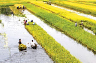Bảo hiểm nông nghiệp... vẫn khó