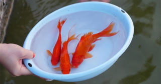 Thả cá chép ngày ông Công ông Táo đúng cách