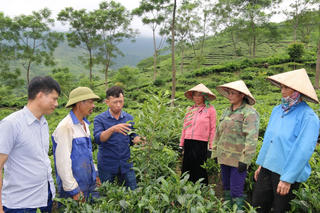 Yên Bái: Trồng mắc ca xen cây chè