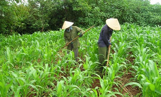 Hỗ trợ chuyển đổi từ trồng lúa sang trồng ngô