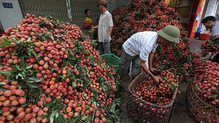 Bắc Giang đẩy mạnh tiêu thụ vải