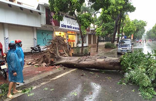 Cây đổ hàng loạt trên phố Hà Nội