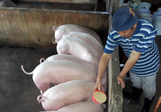 Hơn 1.000 tỷ đồng hỗ trợ ngành chăn nuôi heo ở Bến Tre