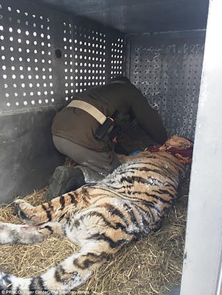 Hổ quý hiếm bậc nhất mò vào làng xin chữa đau răng