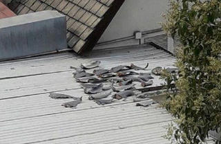 Vụ vây cá mập phơi trên mái nhà thương vụ tại Chile: Mua tại chợ dân sinh