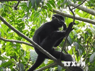 Voọc gáy trắng tấn công, cắn 12 người bị thương tại Quảng Trị