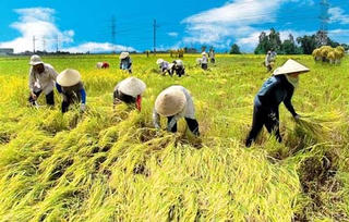 Tôn vinh 63 nông dân sản xuất giỏi