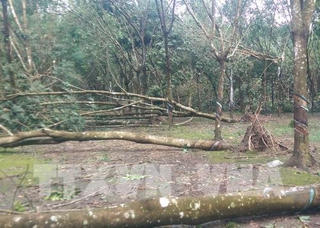 Bình Phước: Nhiều diện tích cây hồ tiêu, cao su bị gãy đổ vì lốc xoáy