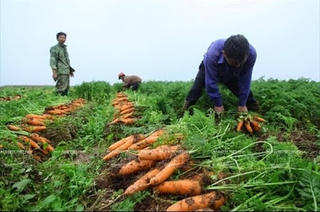 Kỹ thuật trồng cà rốt