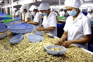 Hạt điều xuất khẩu ước đạt 2,18 tỷ USD