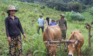 Nơi con nước Lồ ô